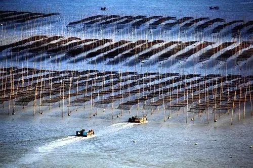 海苔莳植